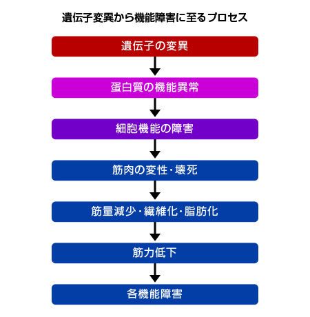 遺伝子変異から機能障害に至るプロセス
