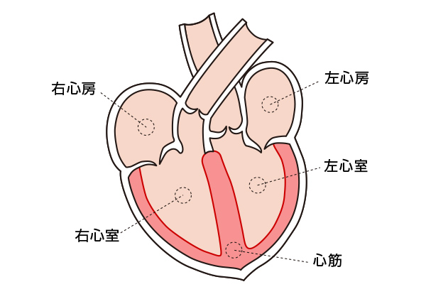正常な心臓の構造