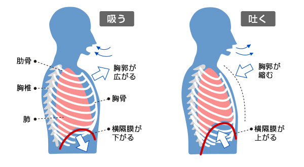 肺を動かす仕組み