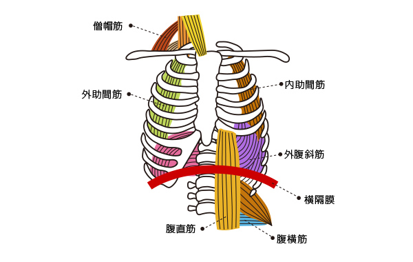 肺の周囲の筋肉