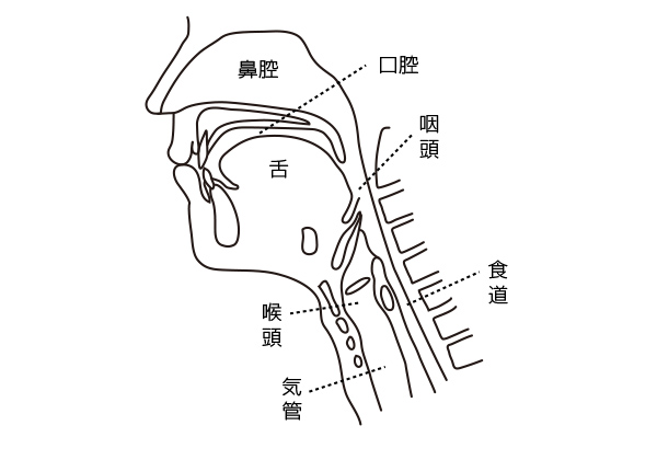 嚥下障害に関係する部位